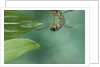 Notonecta glauca (water boatman, backswimmer) by Anonymous