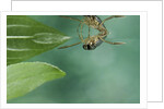 Notonecta glauca (water boatman, backswimmer) by Corbis