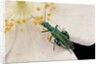Oedemera nobilis (false oil beetle, thick-legged flower beetle) - male by Anonymous