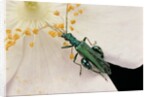 Oedemera nobilis (false oil beetle, thick-legged flower beetle) - male by Anonymous