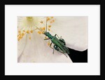 Oedemera nobilis (false oil beetle, thick-legged flower beetle) - male by Anonymous