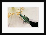 Oedemera nobilis (false oil beetle, thick-legged flower beetle) - male by Corbis