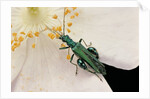Oedemera nobilis (false oil beetle, thick-legged flower beetle) - male by Anonymous