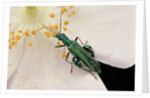 Oedemera nobilis (false oil beetle, thick-legged flower beetle) - male by Anonymous