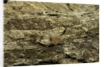 Oedipoda caerulescens (blue-winged grasshopper) by Anonymous