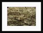 Oedipoda caerulescens (blue-winged grasshopper) by Anonymous