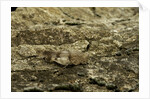 Oedipoda caerulescens (blue-winged grasshopper) by Anonymous
