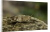 Oedipoda caerulescens (blue-winged grasshopper) by Anonymous