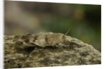 Oedipoda caerulescens (blue-winged grasshopper) by Anonymous