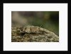 Oedipoda caerulescens (blue-winged grasshopper) by Anonymous