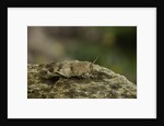 Oedipoda caerulescens (blue-winged grasshopper) by Anonymous