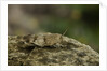 Oedipoda caerulescens (blue-winged grasshopper) by Anonymous