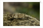Oedipoda caerulescens (blue-winged grasshopper) by Anonymous