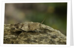 Oedipoda caerulescens (blue-winged grasshopper) by Anonymous