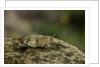 Oedipoda caerulescens (blue-winged grasshopper) by Anonymous