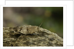 Oedipoda caerulescens (blue-winged grasshopper) by Anonymous