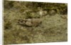 Oedipoda caerulescens (blue-winged grasshopper) by Anonymous