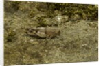 Oedipoda caerulescens (blue-winged grasshopper) by Anonymous