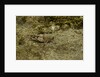 Oedipoda caerulescens (blue-winged grasshopper) by Anonymous