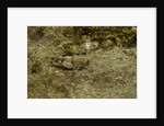 Oedipoda caerulescens (blue-winged grasshopper) by Anonymous