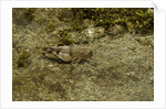 Oedipoda caerulescens (blue-winged grasshopper) by Anonymous