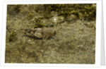 Oedipoda caerulescens (blue-winged grasshopper) by Anonymous