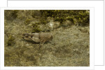 Oedipoda caerulescens (blue-winged grasshopper) by Anonymous