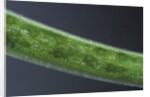 Damselfly eggs into an aquatic plant by Anonymous