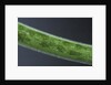 Damselfly eggs into an aquatic plant by Anonymous