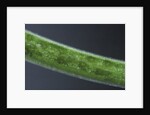 Damselfly eggs into an aquatic plant by Anonymous