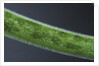 Damselfly eggs into an aquatic plant by Anonymous