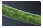 Damselfly eggs into an aquatic plant by Anonymous