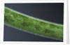 Damselfly eggs into an aquatic plant by Anonymous