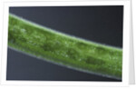 Damselfly eggs into an aquatic plant by Anonymous