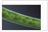 Damselfly eggs into an aquatic plant by Anonymous