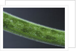 Damselfly eggs into an aquatic plant by Anonymous