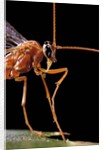 Ophion luteus (ichneumon wasp, yellow ophion) - portrait by Anonymous