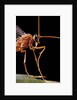 Ophion luteus (ichneumon wasp, yellow ophion) - portrait by Anonymous