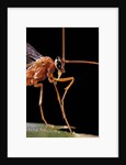 Ophion luteus (ichneumon wasp, yellow ophion) - portrait by Anonymous