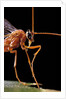 Ophion luteus (ichneumon wasp, yellow ophion) - portrait by Anonymous