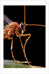 Ophion luteus (ichneumon wasp, yellow ophion) - portrait by Anonymous