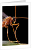 Ophion luteus (ichneumon wasp, yellow ophion) - portrait by Anonymous