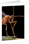 Ophion luteus (ichneumon wasp, yellow ophion) - portrait by Anonymous
