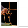 Ophion luteus (ichneumon wasp, yellow ophion) - portrait by Anonymous