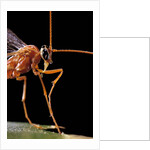 Ophion luteus (ichneumon wasp, yellow ophion) - portrait by Anonymous