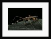 Ophion luteus (ichneumon wasp, yellow ophion) by Anonymous