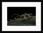 Ophion luteus (ichneumon wasp, yellow ophion) by Anonymous