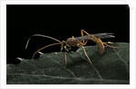 Ophion luteus (ichneumon wasp, yellow ophion) by Anonymous