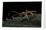 Ophion luteus (ichneumon wasp, yellow ophion) by Anonymous