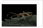 Ophion luteus (ichneumon wasp, yellow ophion) by Anonymous